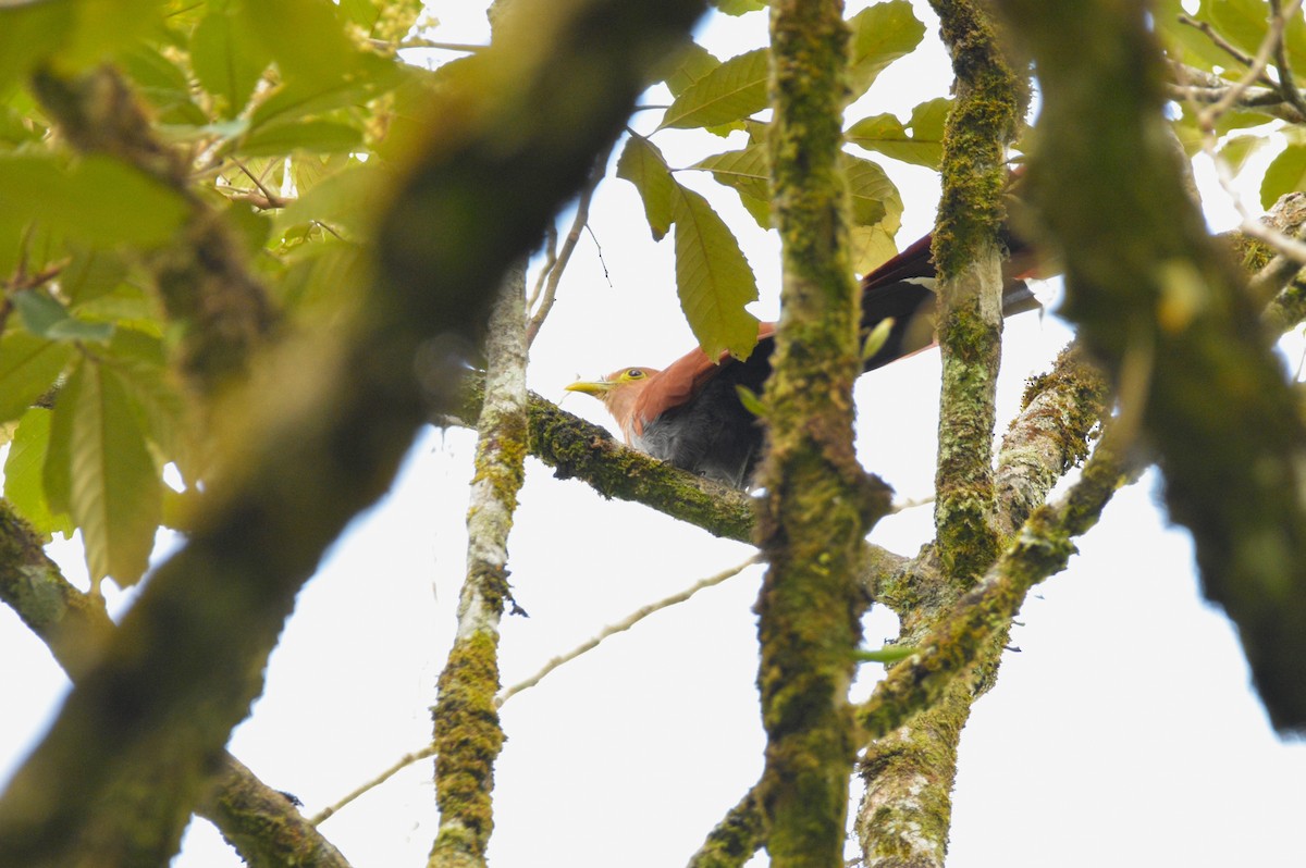 Squirrel Cuckoo - ML615613767