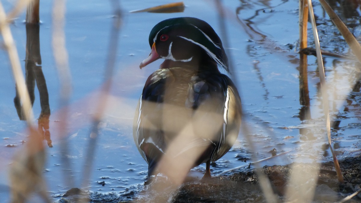 Wood Duck - ML615613818