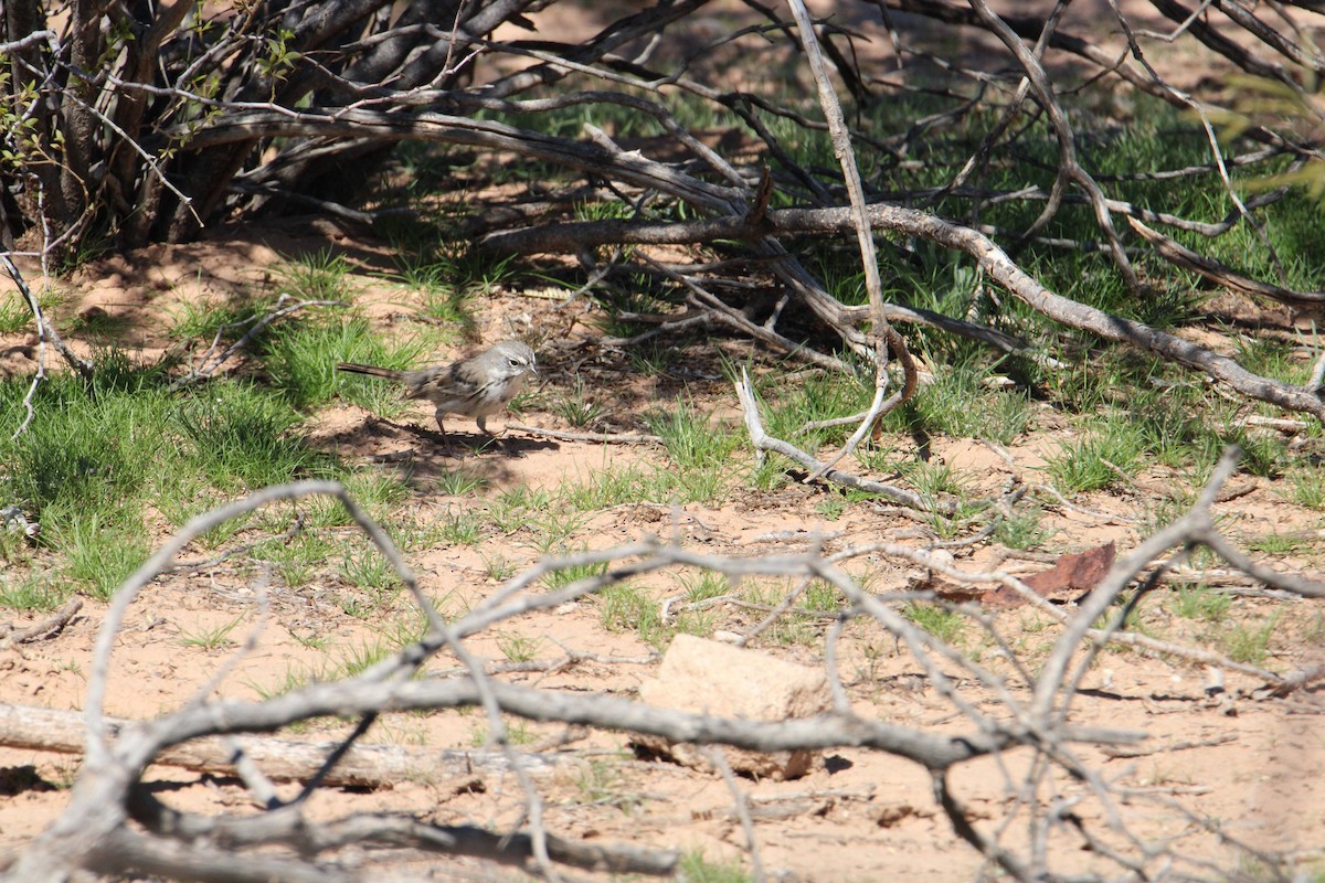 Sagebrush Sparrow - ML615613856