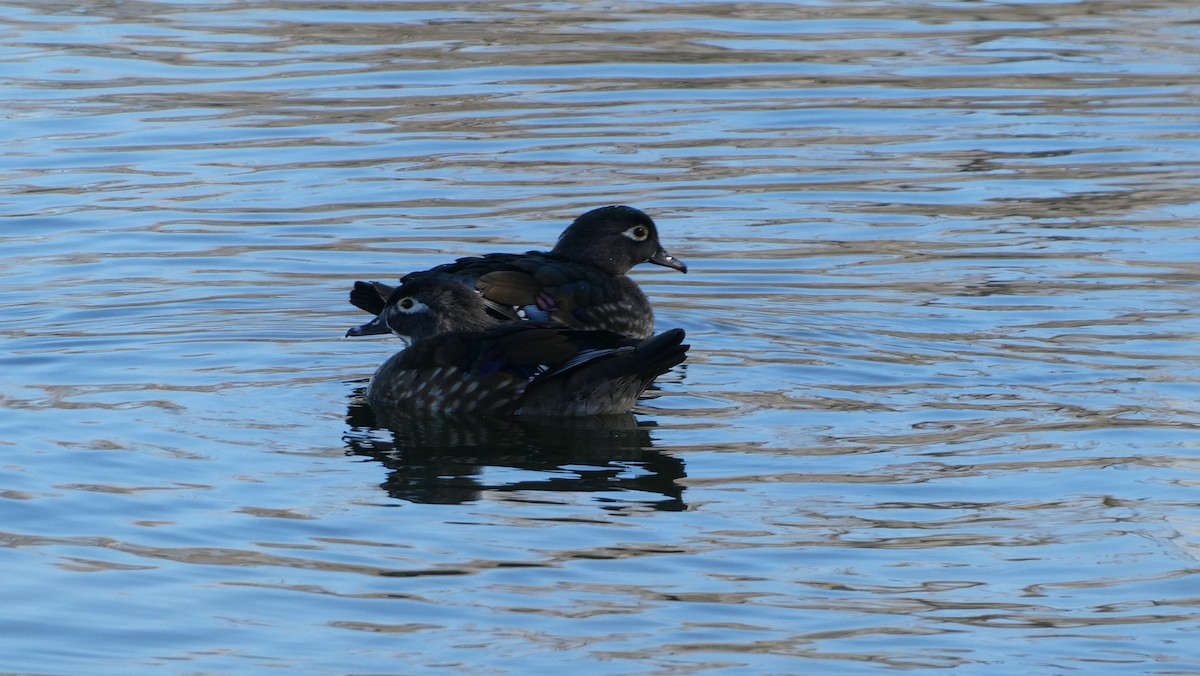 Wood Duck - ML615613871