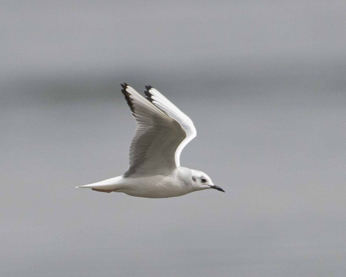 Bonaparte's Gull - Gary Hofing