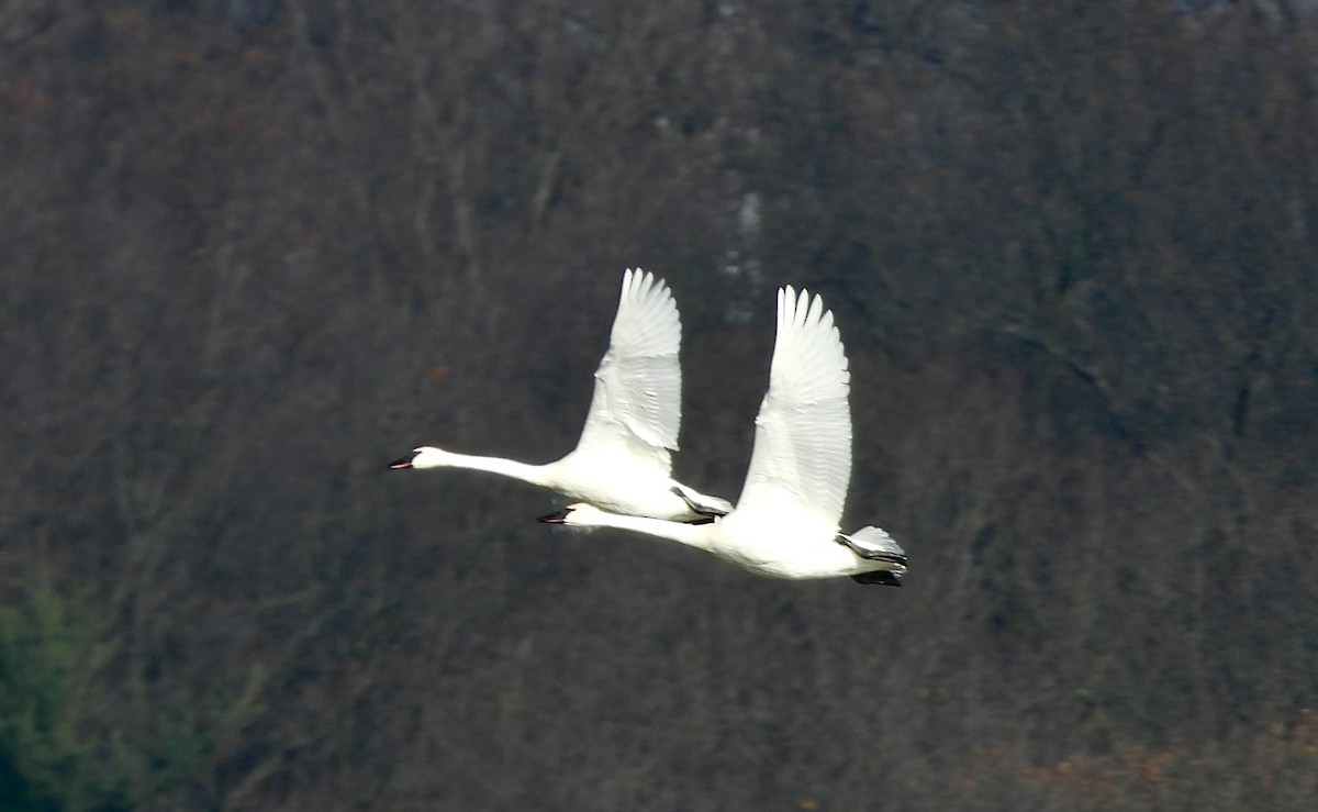 Trumpeter Swan - ML615613972