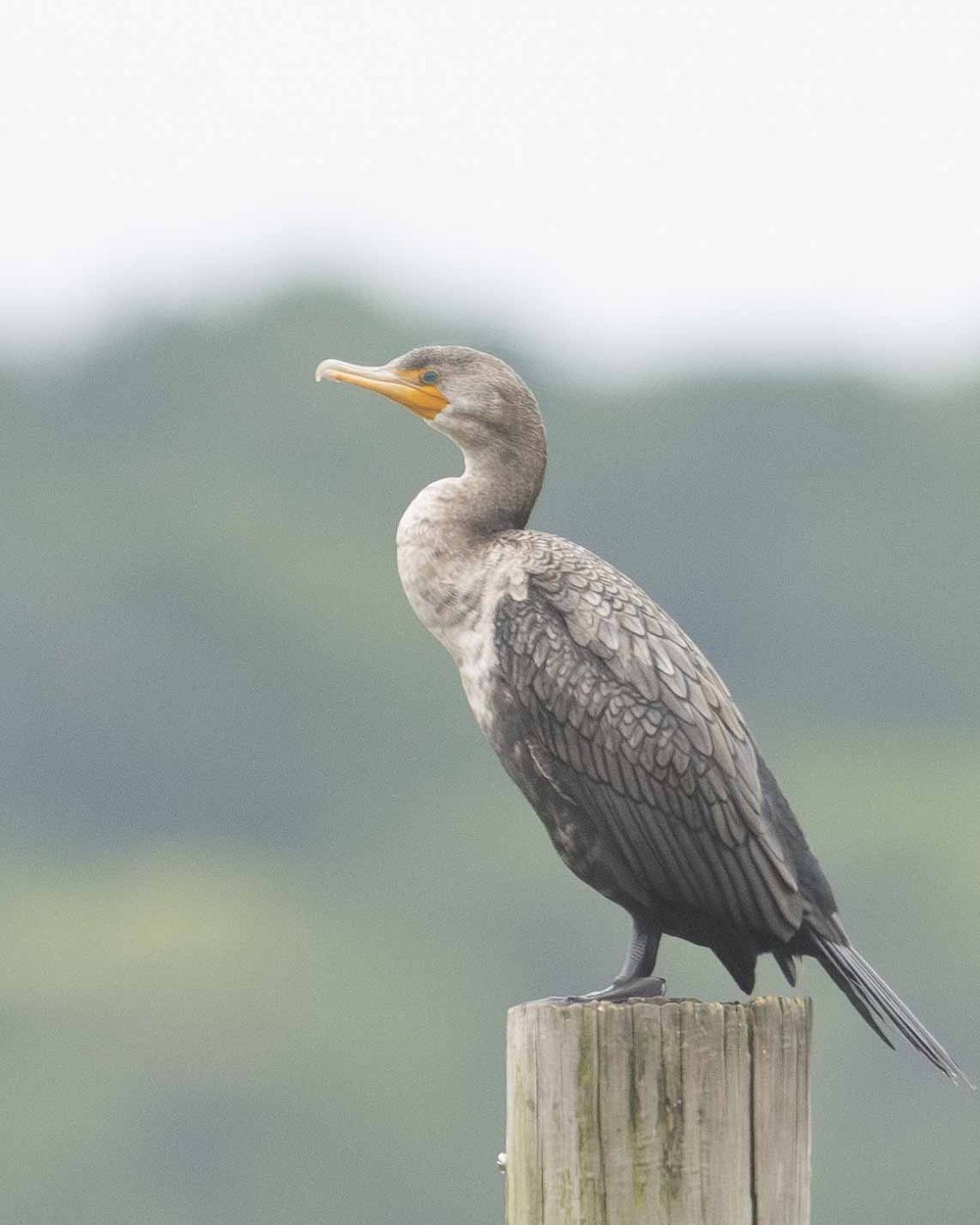 Double-crested Cormorant - Gary Hofing