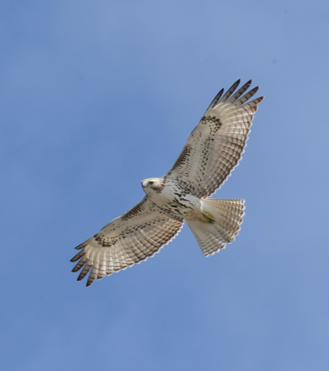 Red-tailed Hawk - Mary Ganaway