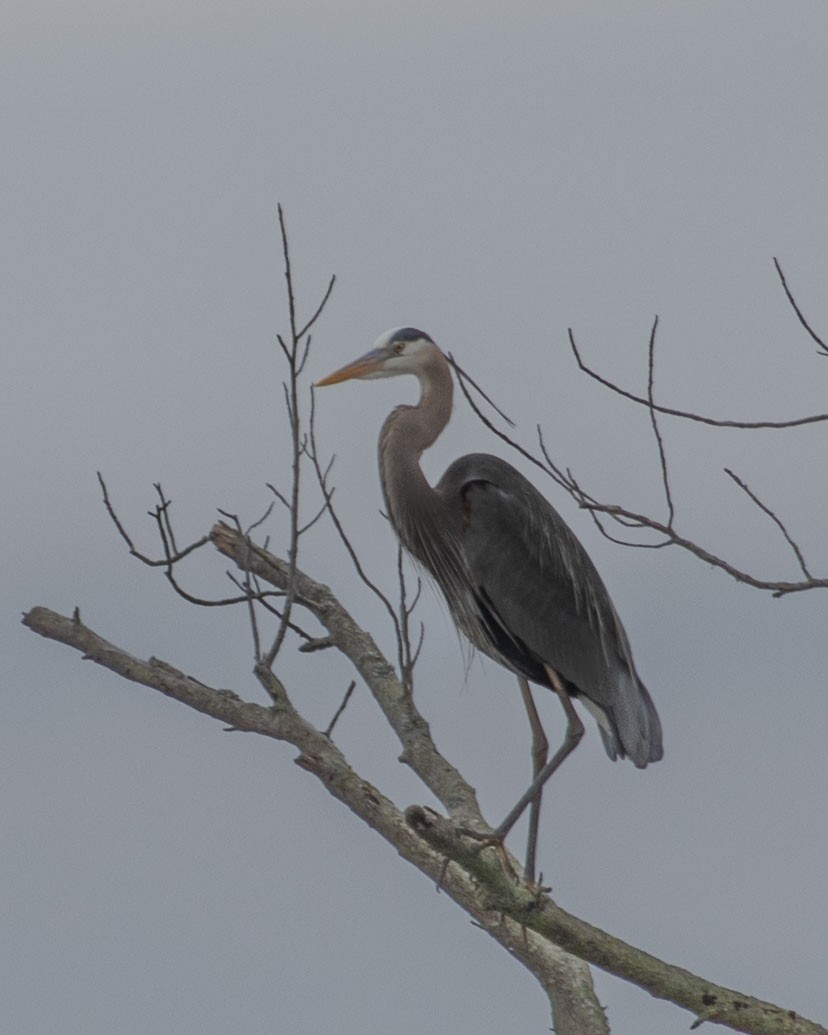 Great Blue Heron - Gary Hofing