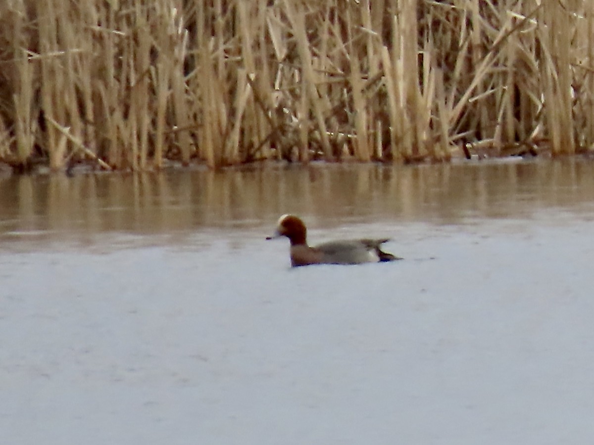 Eurasian Wigeon - Marjorie Watson