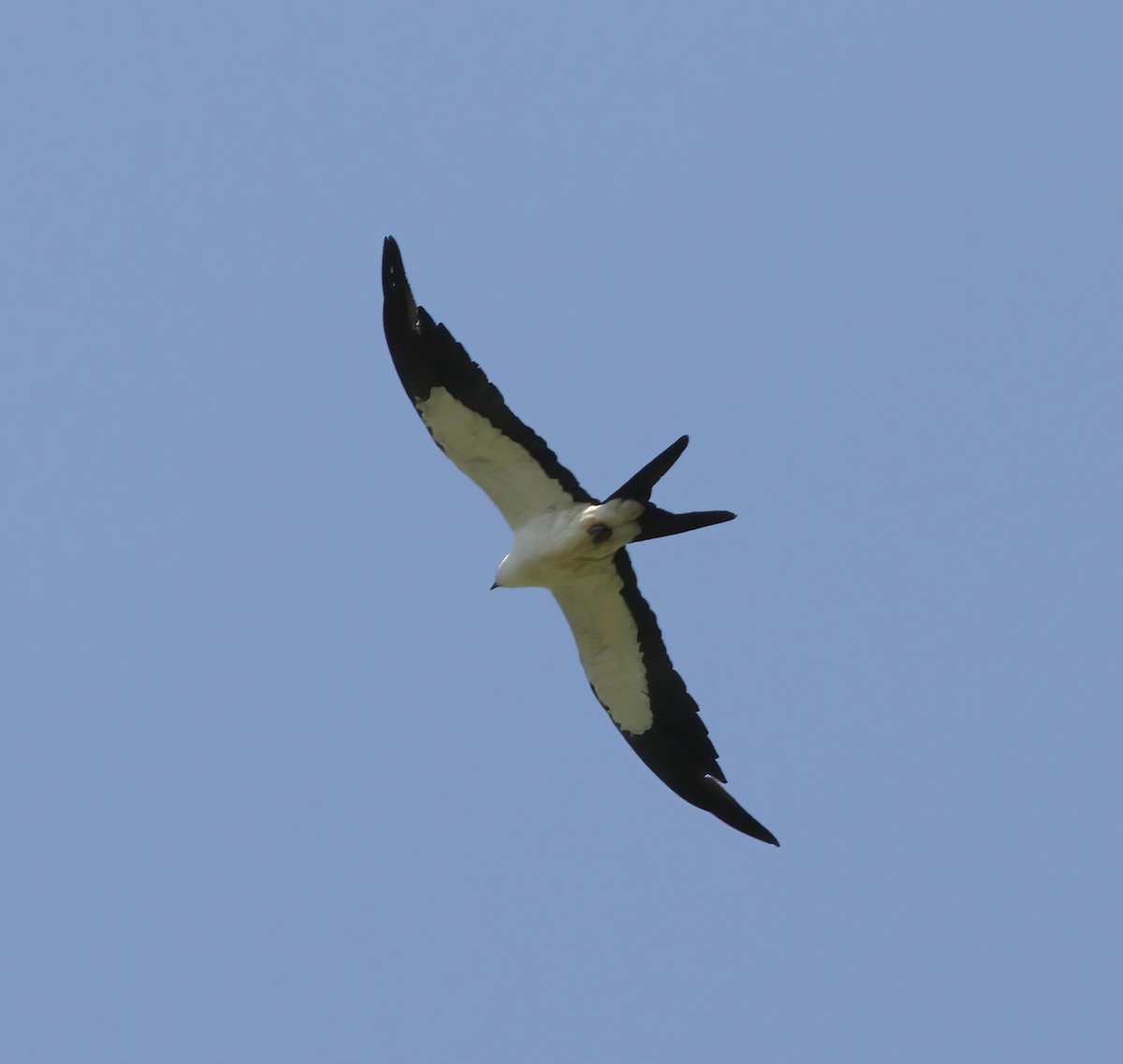 Swallow-tailed Kite - ML615614119