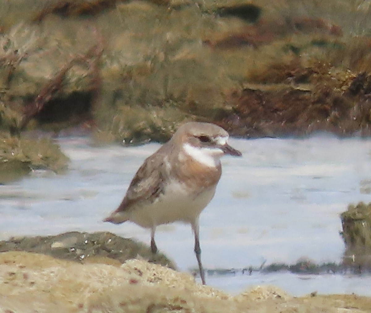 Siberian Sand-Plover - ML615614120