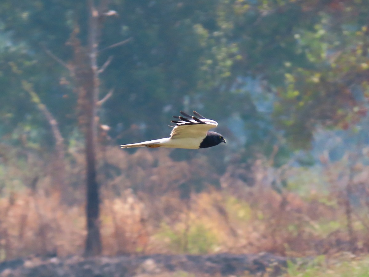 Pied Harrier - ML615614165