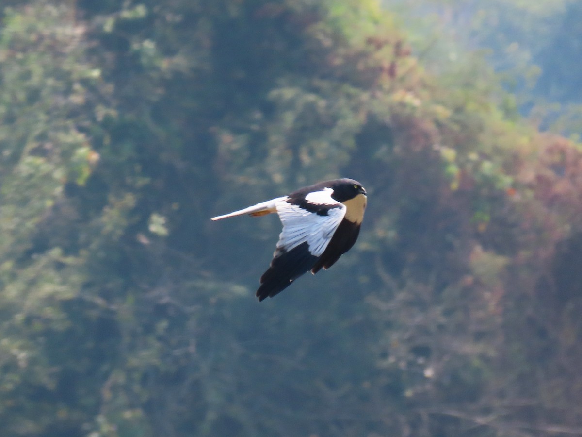 Pied Harrier - ML615614166