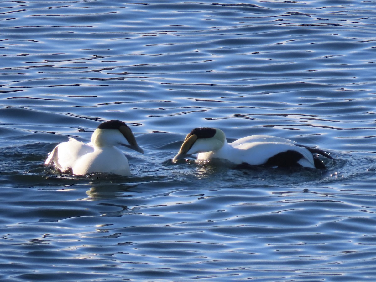 Common Eider - ML615614186