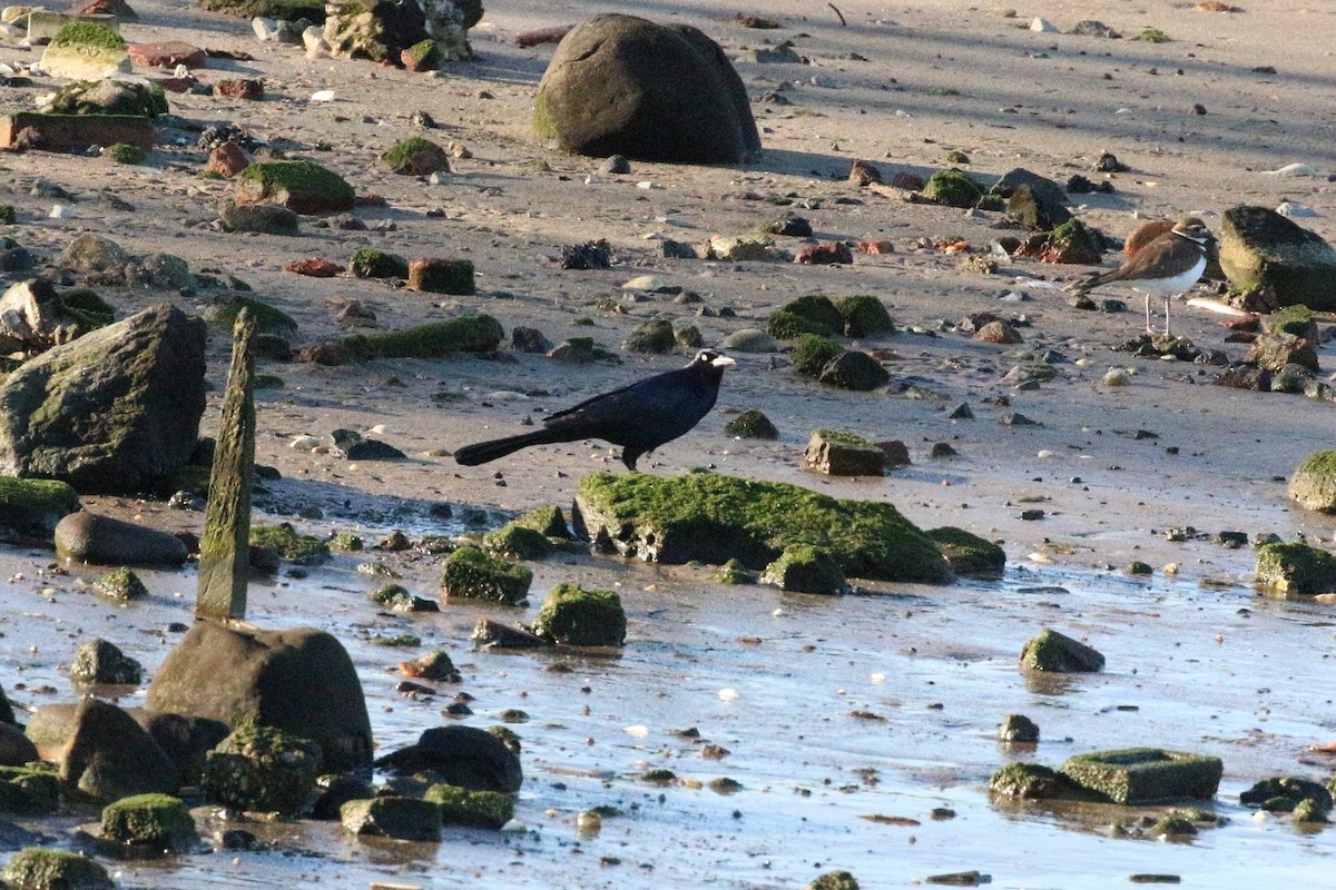 Boat-tailed Grackle - Laura Goggin