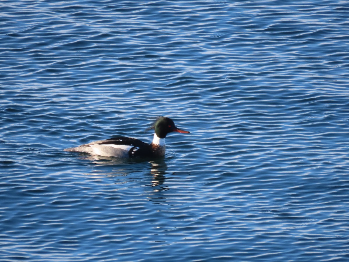 Red-breasted Merganser - ML615614203