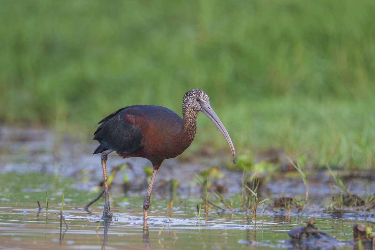 Glossy Ibis - ML615614260