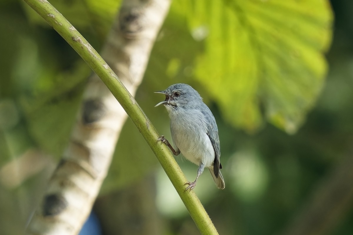 Pearly-breasted Conebill - ML615614304