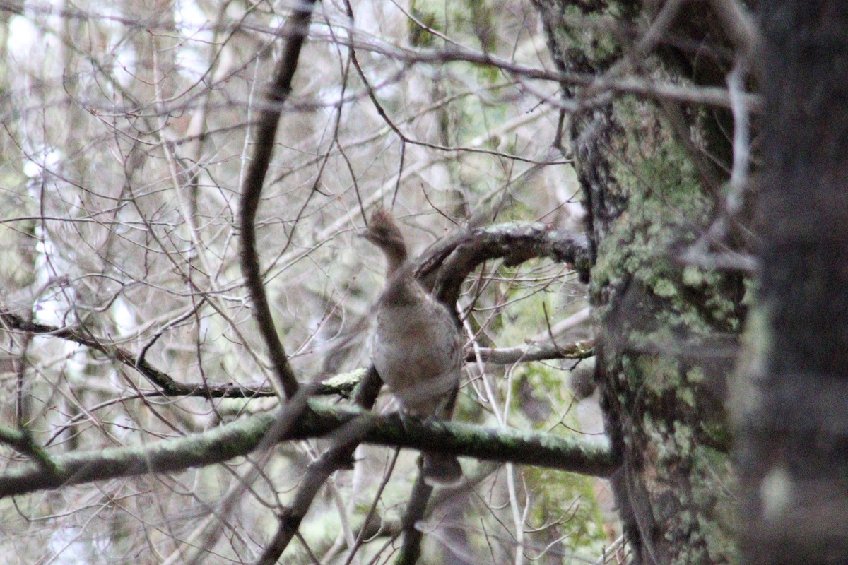 Ruffed Grouse - ML615614344