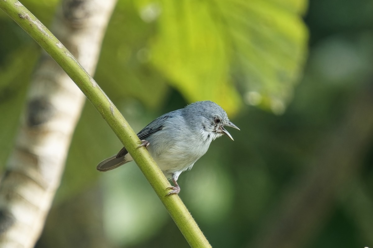 Pearly-breasted Conebill - ML615614376