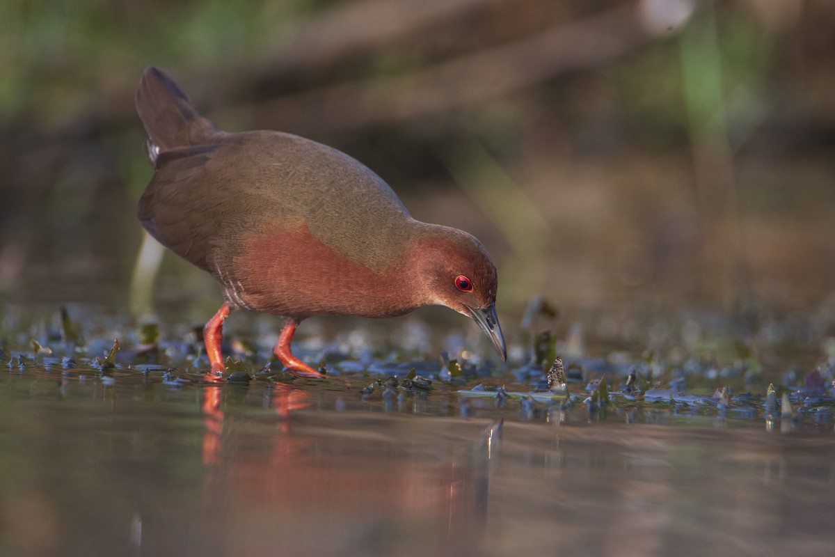 Ruddy-breasted Crake - ML615614377