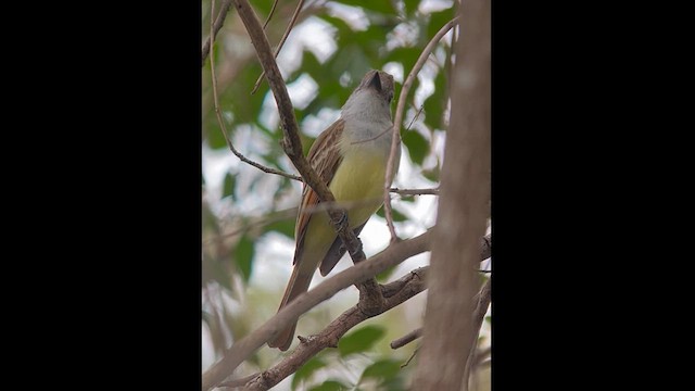 Brown-crested Flycatcher - ML615614400