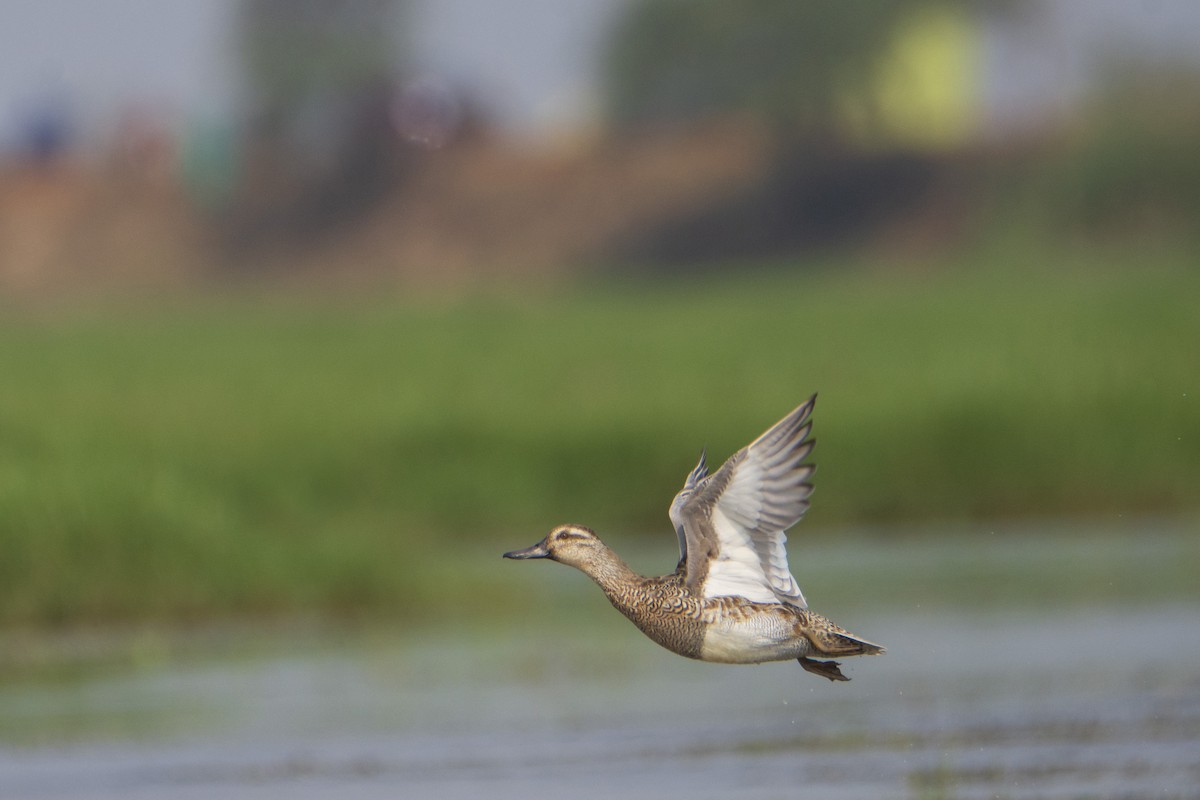 Garganey - ML615614406