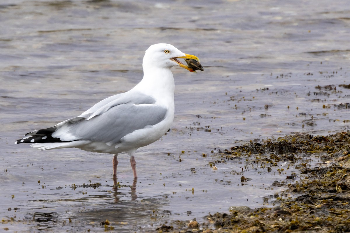 Herring Gull - ML615614407