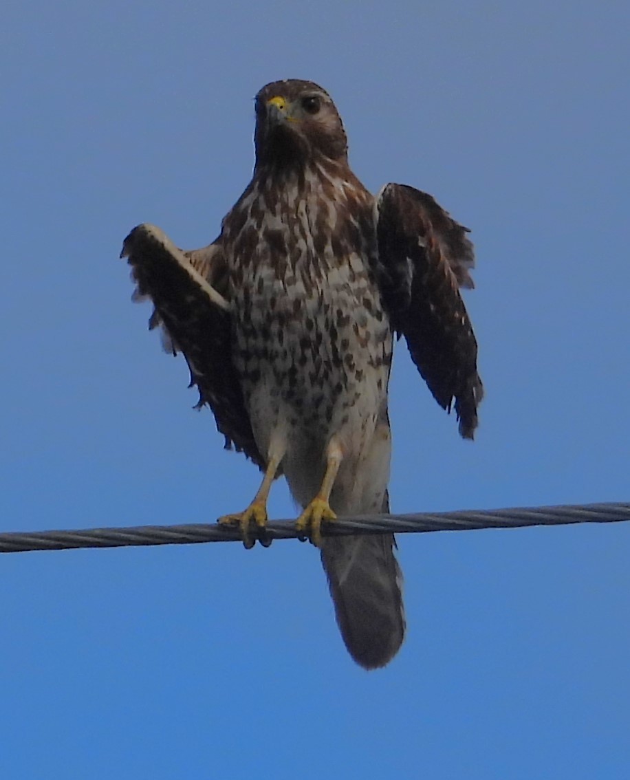 Red-shouldered Hawk - ML615614425