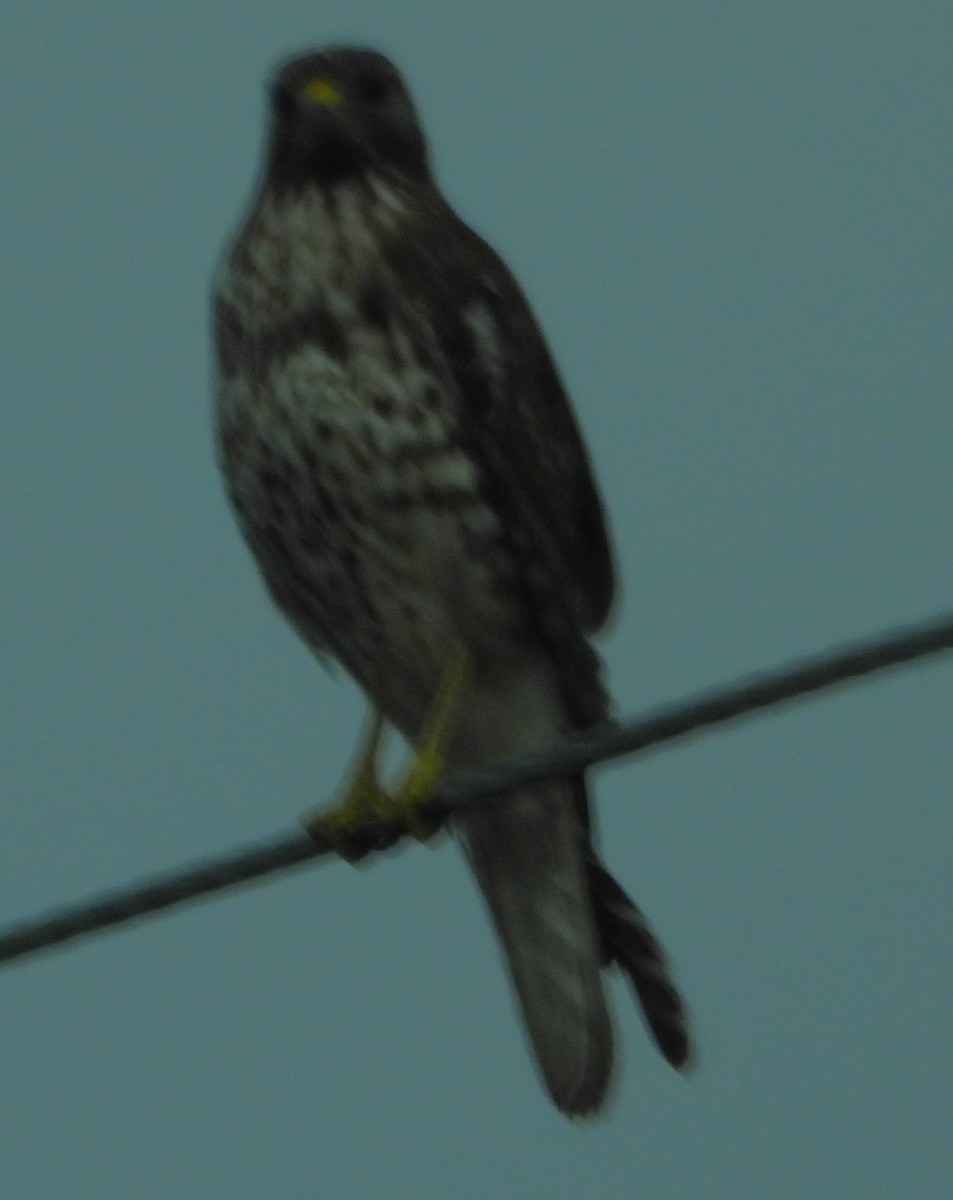 Red-shouldered Hawk - ML615614426