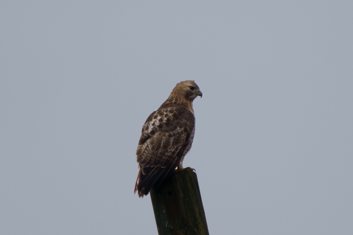 Red-tailed Hawk - ML615614430