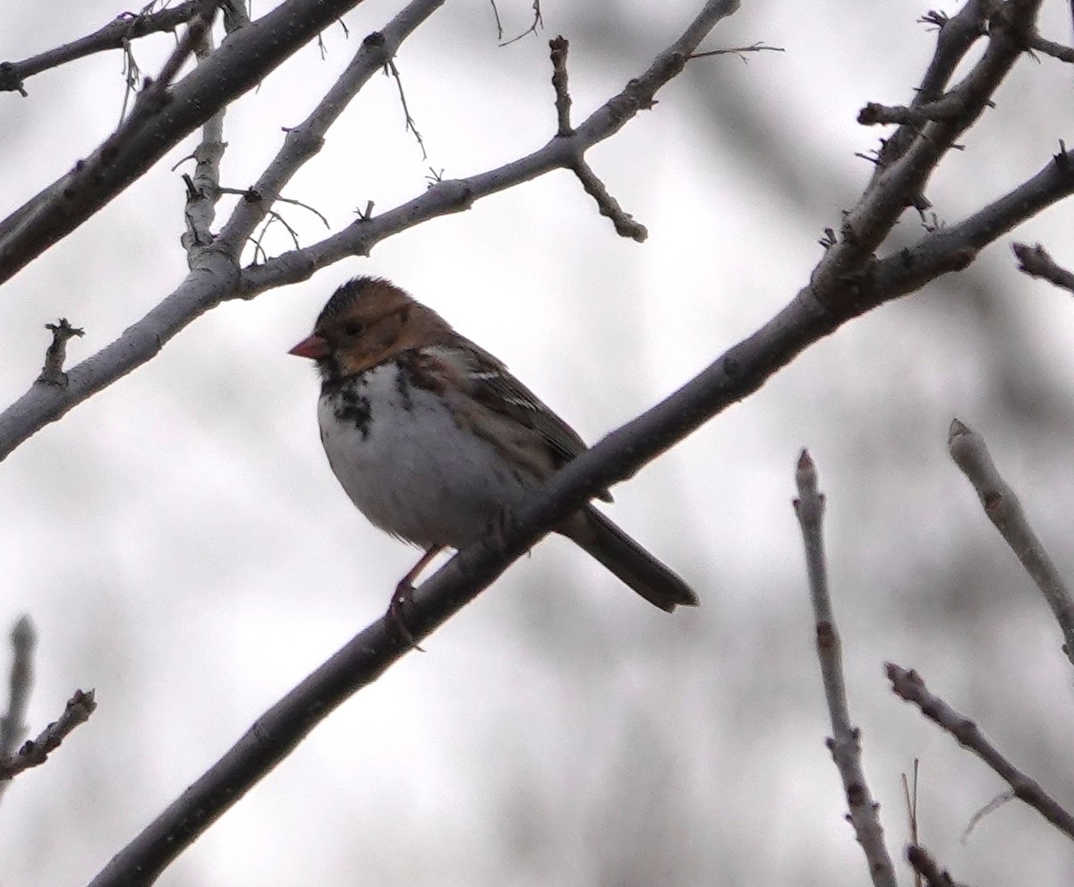 Harris's Sparrow - ML615614444