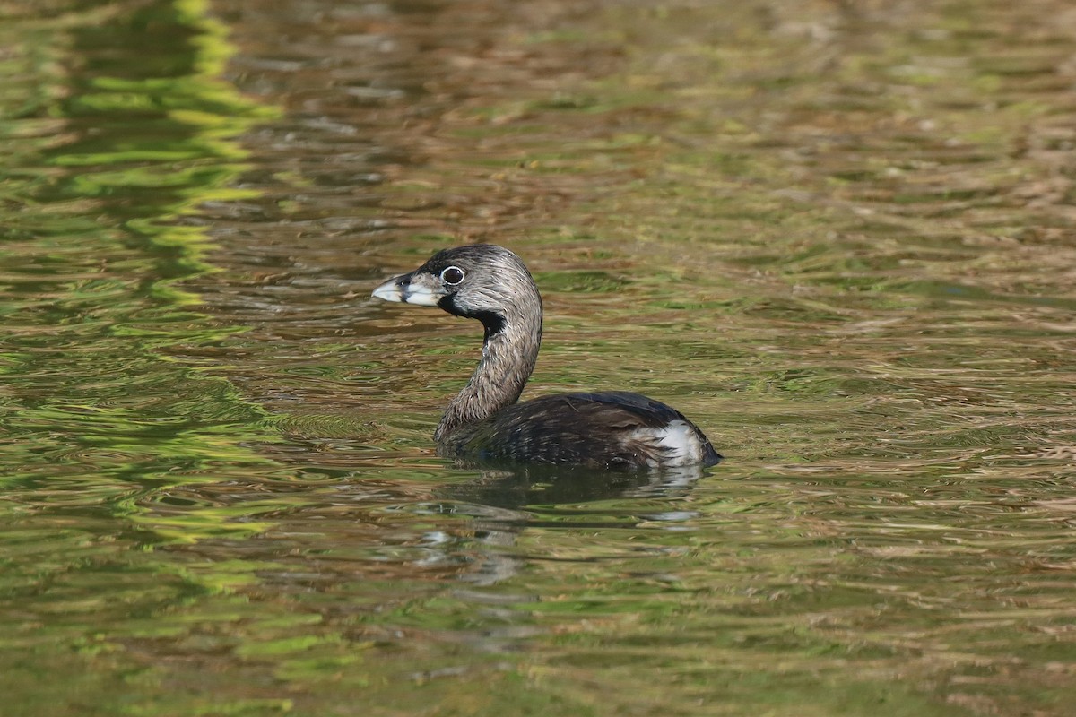 Pied-billed Grebe - ML615614450