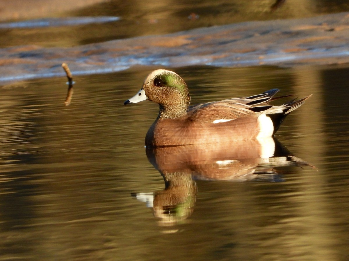 Canard d'Amérique - ML615614557