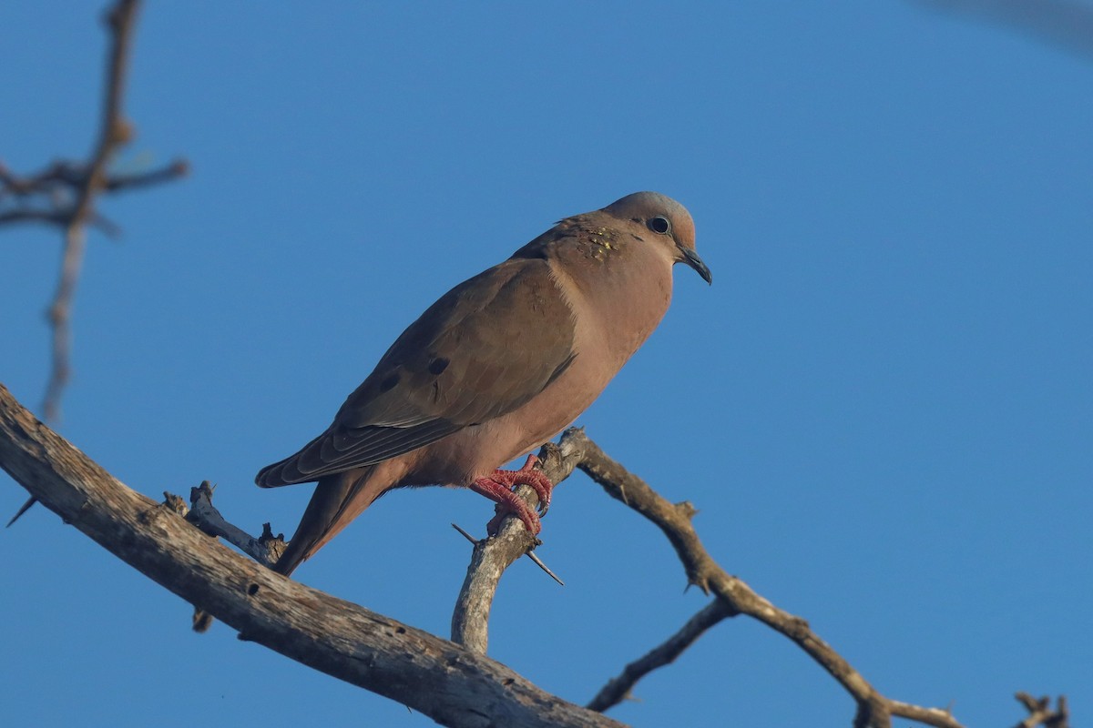 Eared Dove - ML615614566