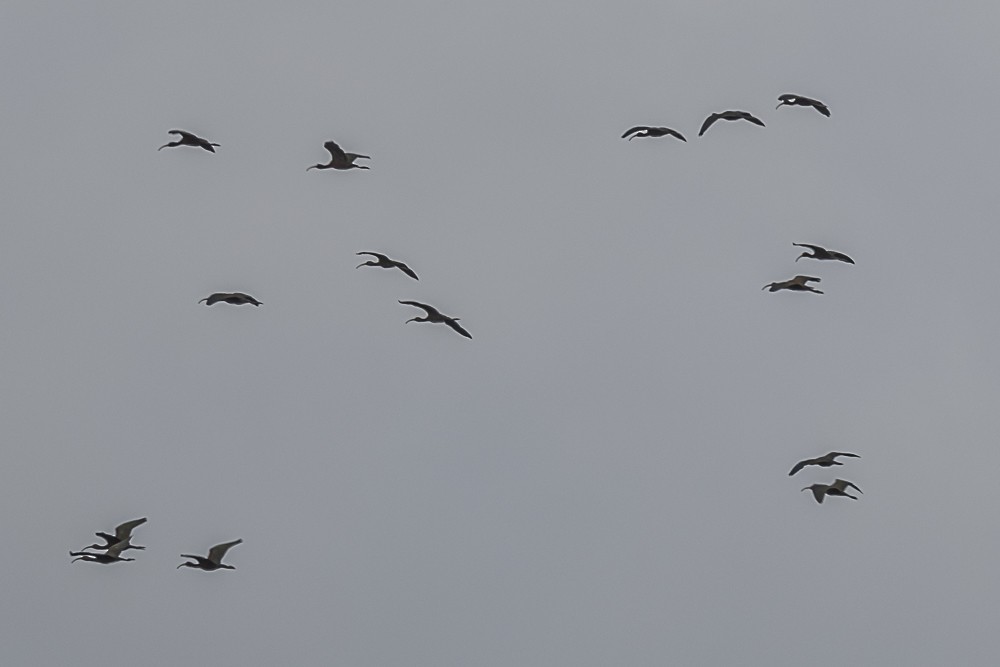 White-faced Ibis - ML615614667