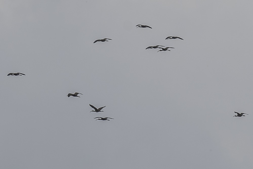 ibis americký - ML615614669