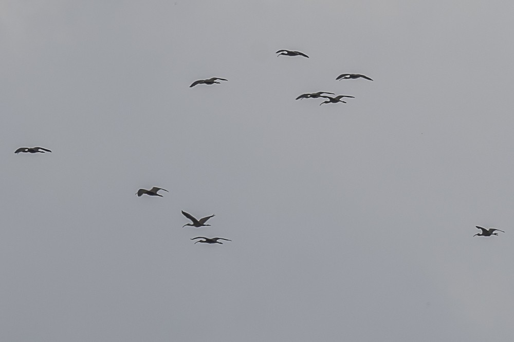 White-faced Ibis - ML615614669