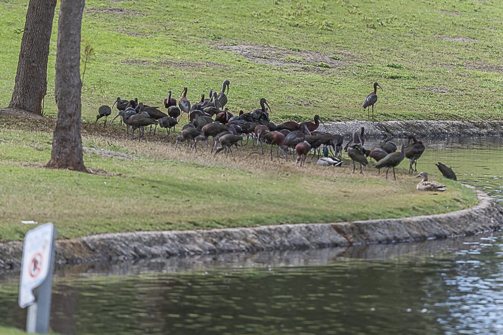 White-faced Ibis - ML615614670