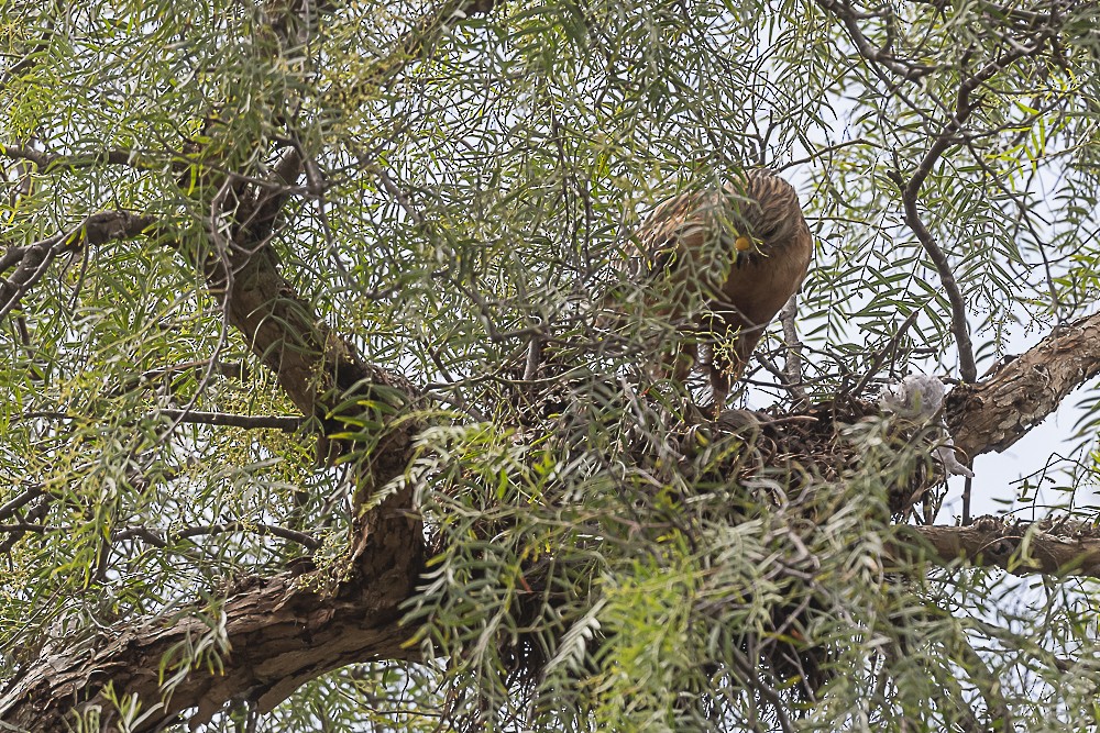 Red-shouldered Hawk - ML615614691