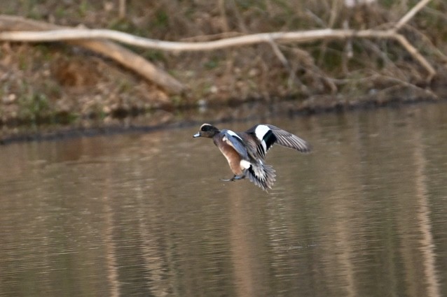 American Wigeon - ML615614713