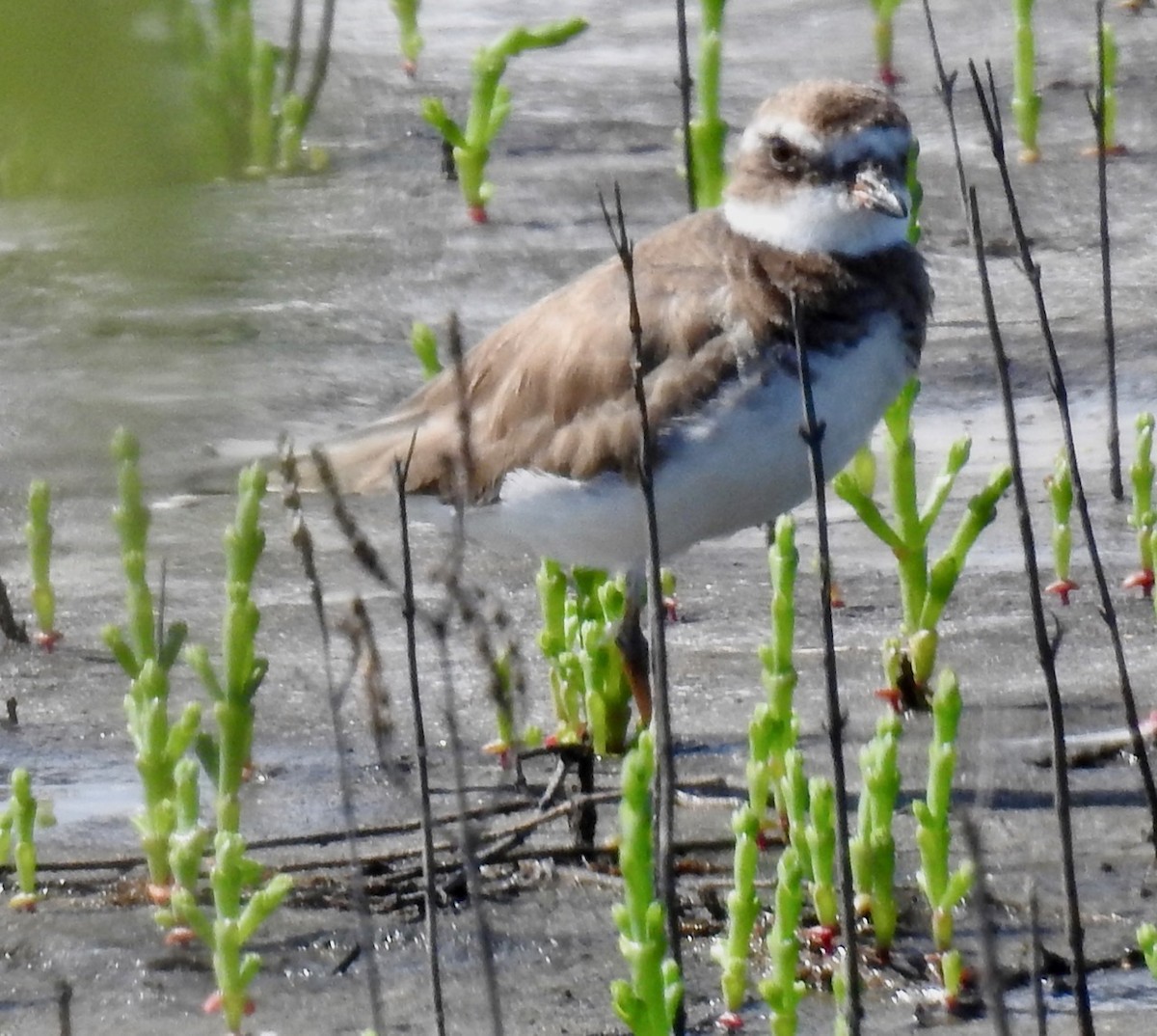 Semipalmated Plover - ML615614715