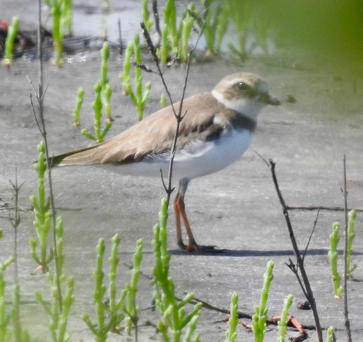 Semipalmated Plover - ML615614716