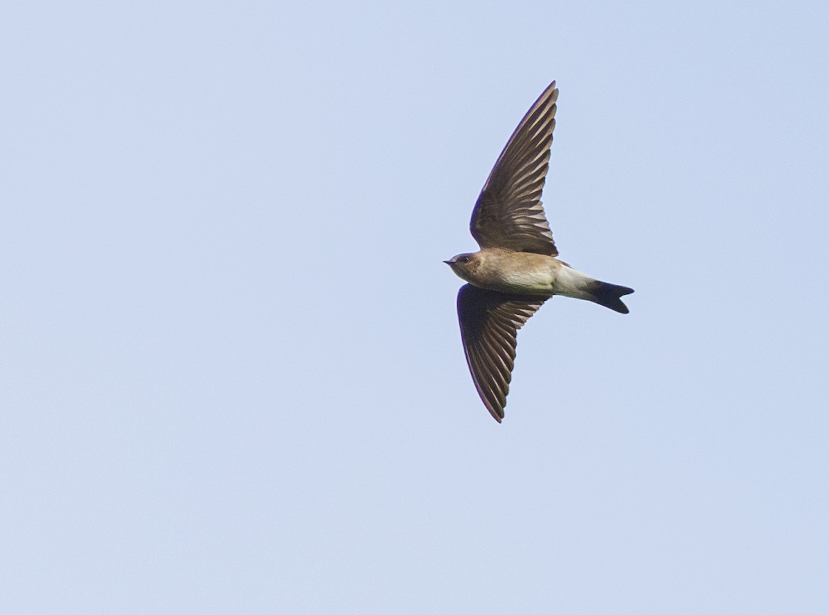 Northern Rough-winged Swallow (Ridgway's) - Jason Vassallo