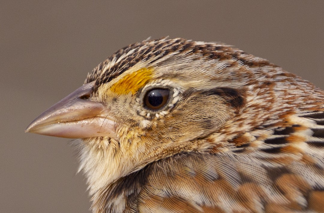 Grasshopper Sparrow - Steven Dammer