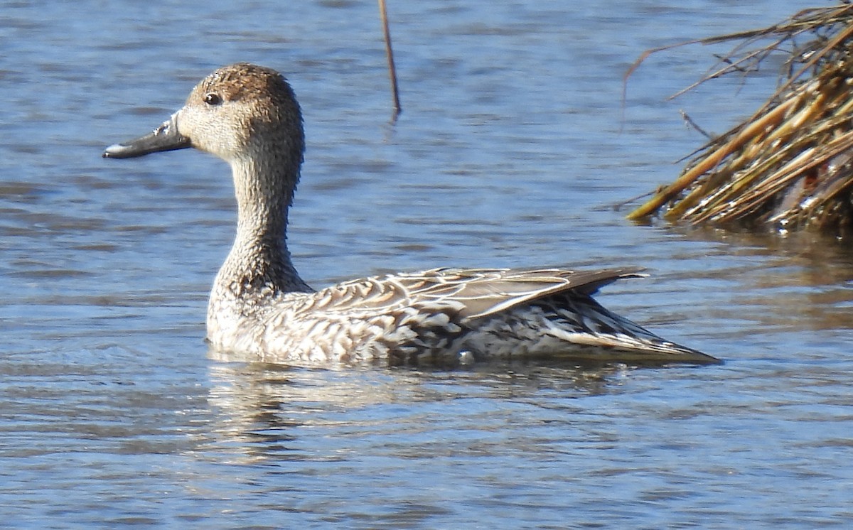 Northern Pintail - ML615614797