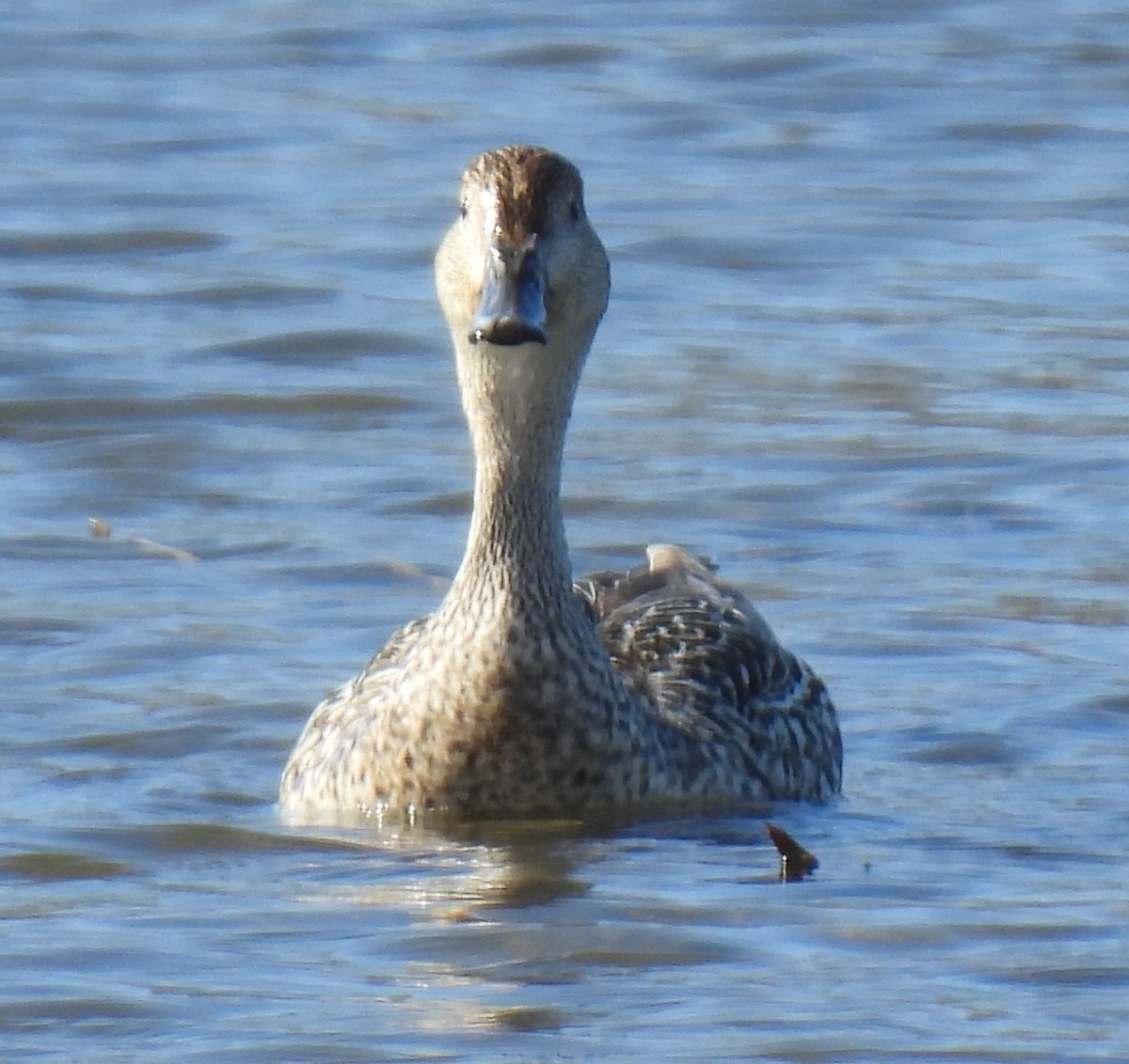 Northern Pintail - ML615614806