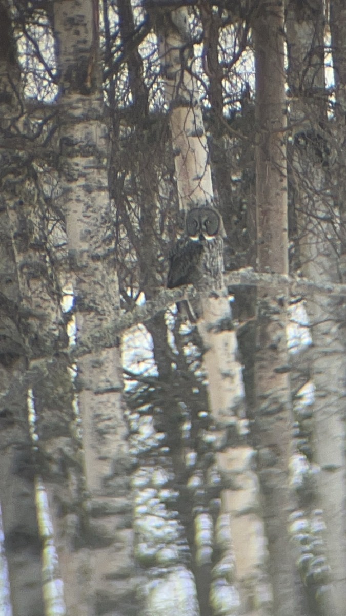 Great Gray Owl - ML615614861