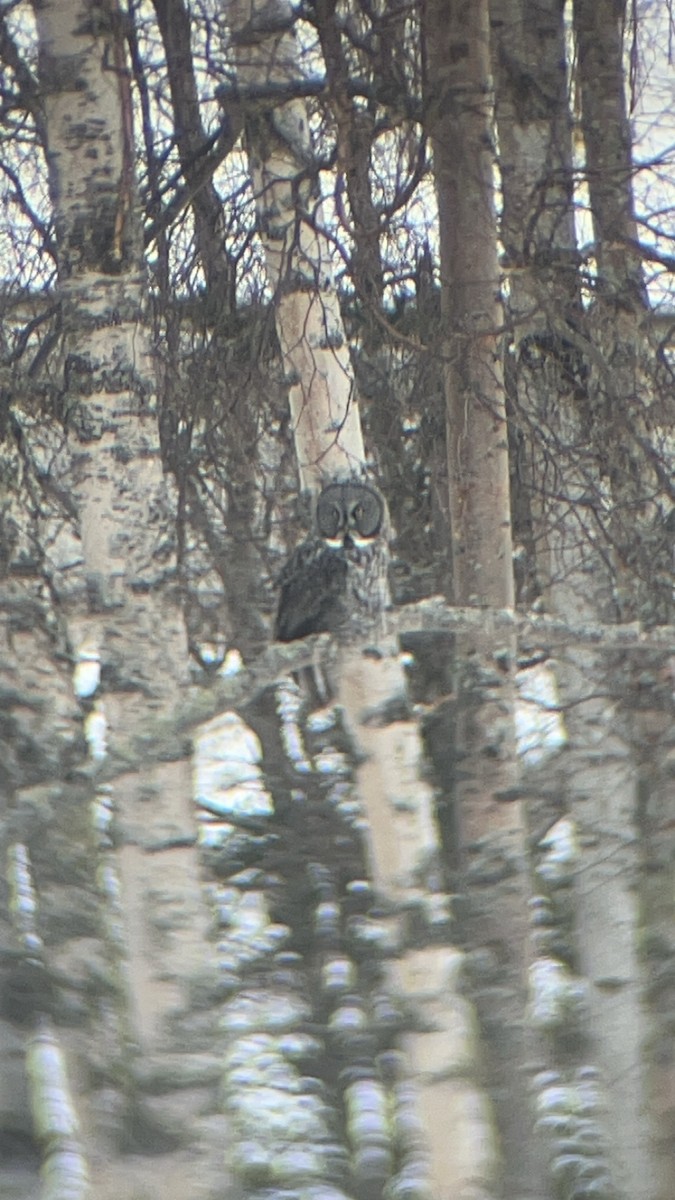 Great Gray Owl - ML615614862