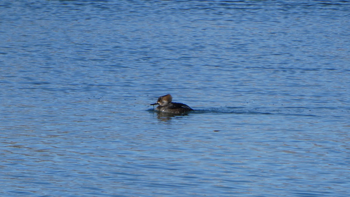 Hooded Merganser - ML615614891