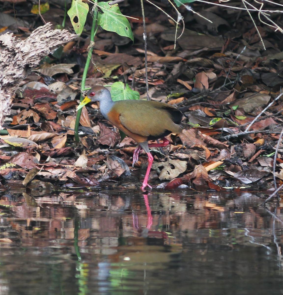 Gray-cowled Wood-Rail - ML615614907