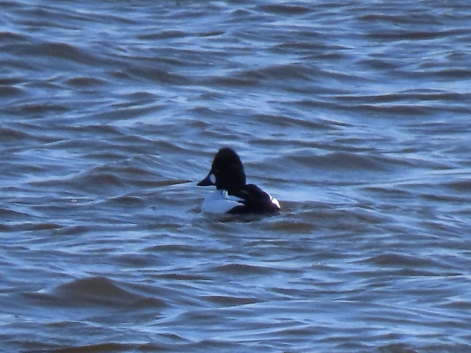 Common Goldeneye - ML615614910