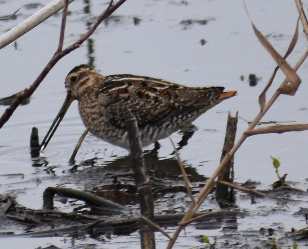 Wilson's Snipe - ML615614915